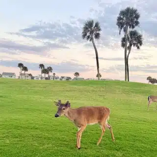 Two deer grazing on a grassy golf course at sunset on Fripp Island.